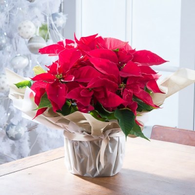 gift_wrapped_poinsettia